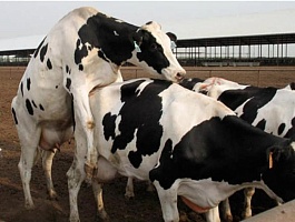 Система выявления половой охоты коров Ovi-bovi